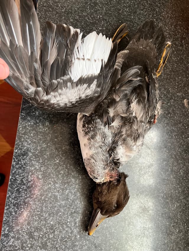 Example harvest photo - single duck