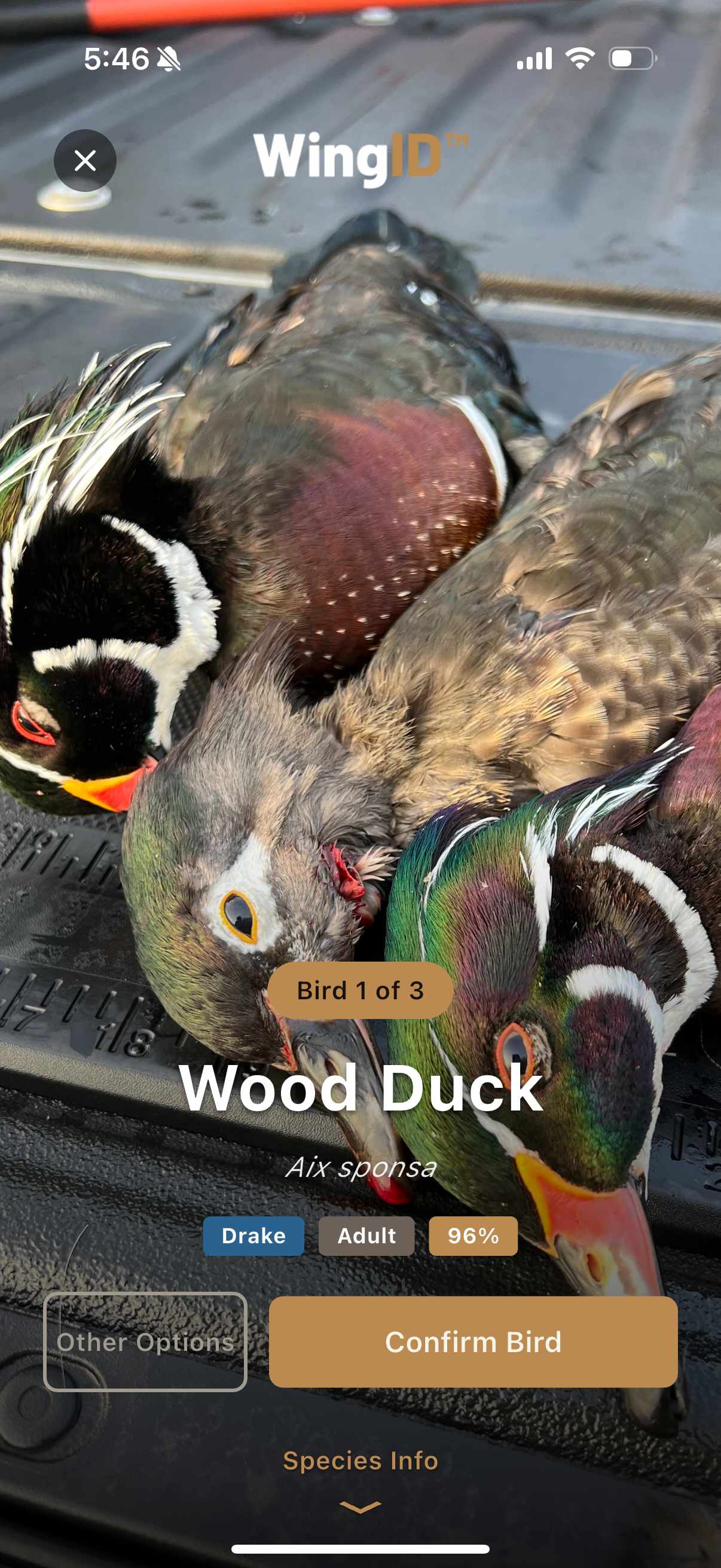 WingID scanning multiple Wood Ducks with 96% confidence